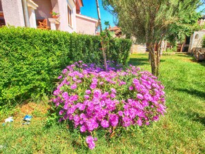Stunning garden with vibrant purple flowers and neatly trimmed hedges.