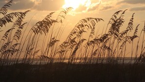 Tall grasses in a field with a sunset in the background.