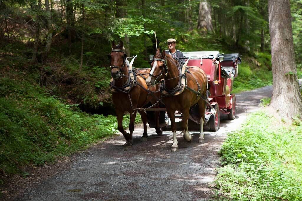 Une calèche tirée par des chevaux sur un sentier forestier.