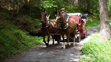 Une calèche tirée par des chevaux sur un sentier forestier.