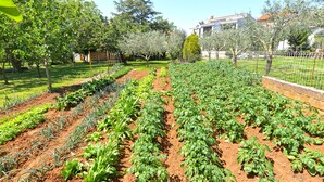 A garden with rows of vegetables and trees. - Apartment 667/1581 (Istria - Medulin), 300m from the beach (Medulin)