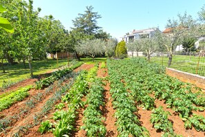 Property grounds - Apartment 667/1581 (Istria - Medulin), 300m from the beach (Medulin)