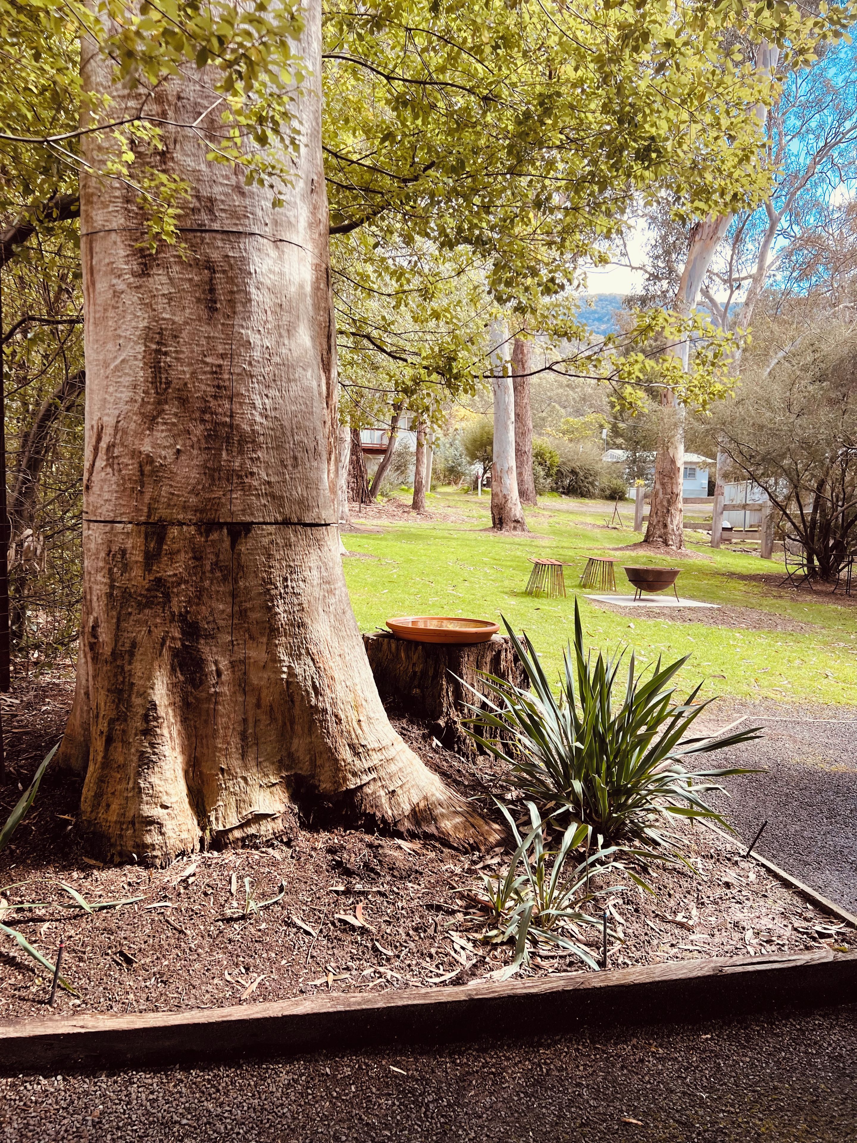 Ein großer Baum mit einem dicken Stamm, eine kleine Gartenanlage mit einem Holzkasten und eine Rasenfläche.