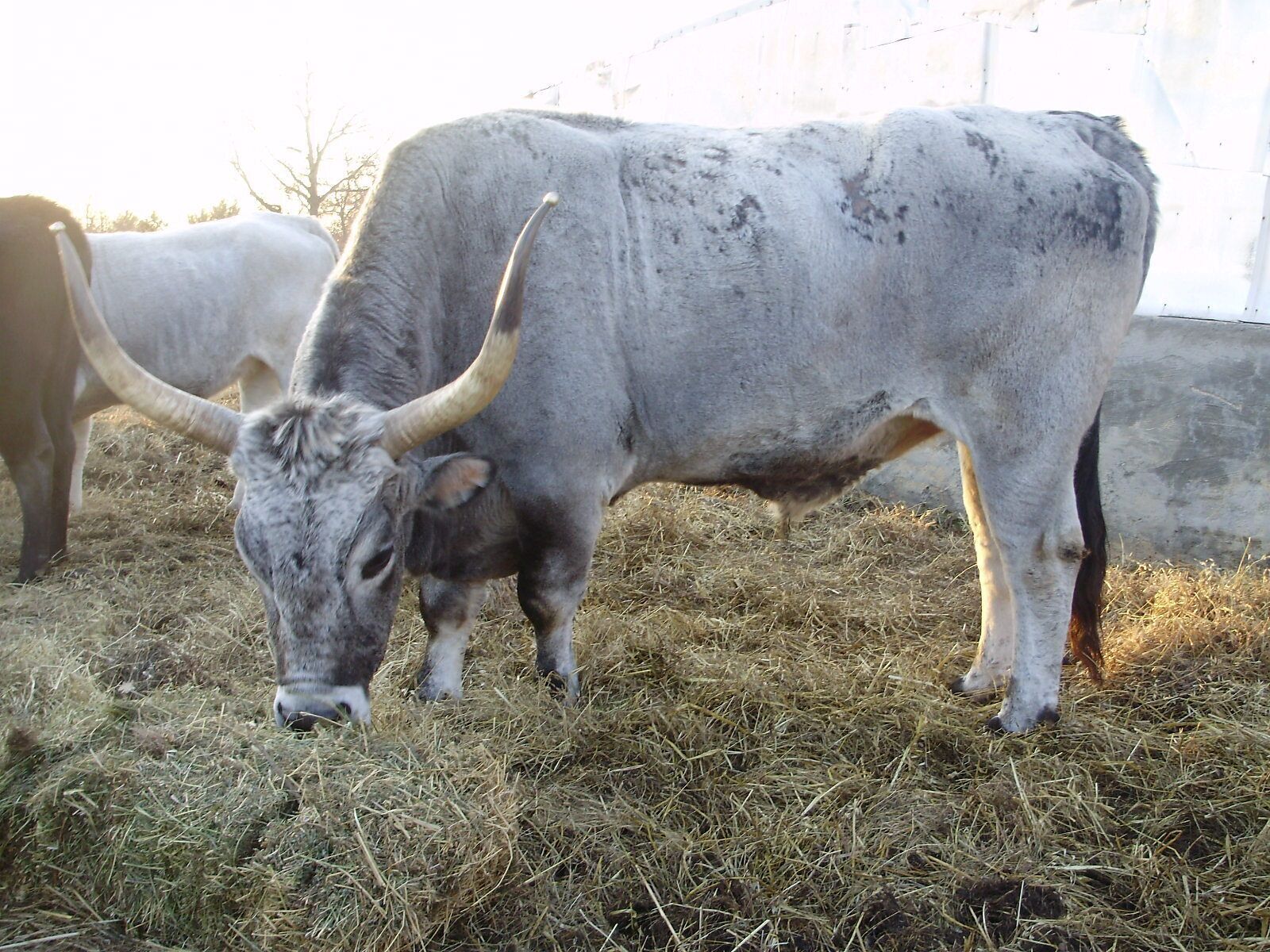 Un taureau broutant de l’herbe dans un enclos.