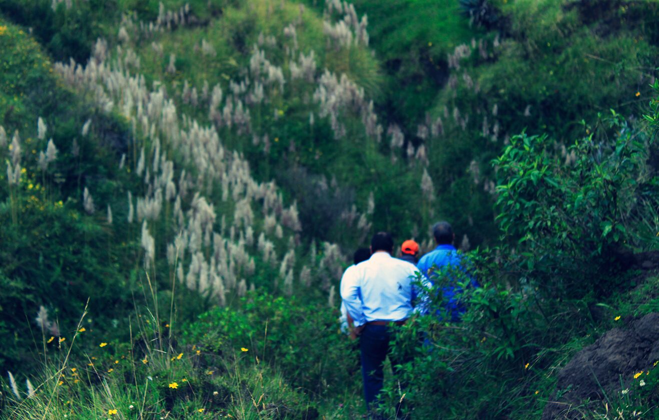 A group of people hiking in a lush, green area with dense vegetation and tall grasses.