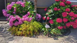 Een tuin met roze hortensiaknoppen en een kleine boom.
