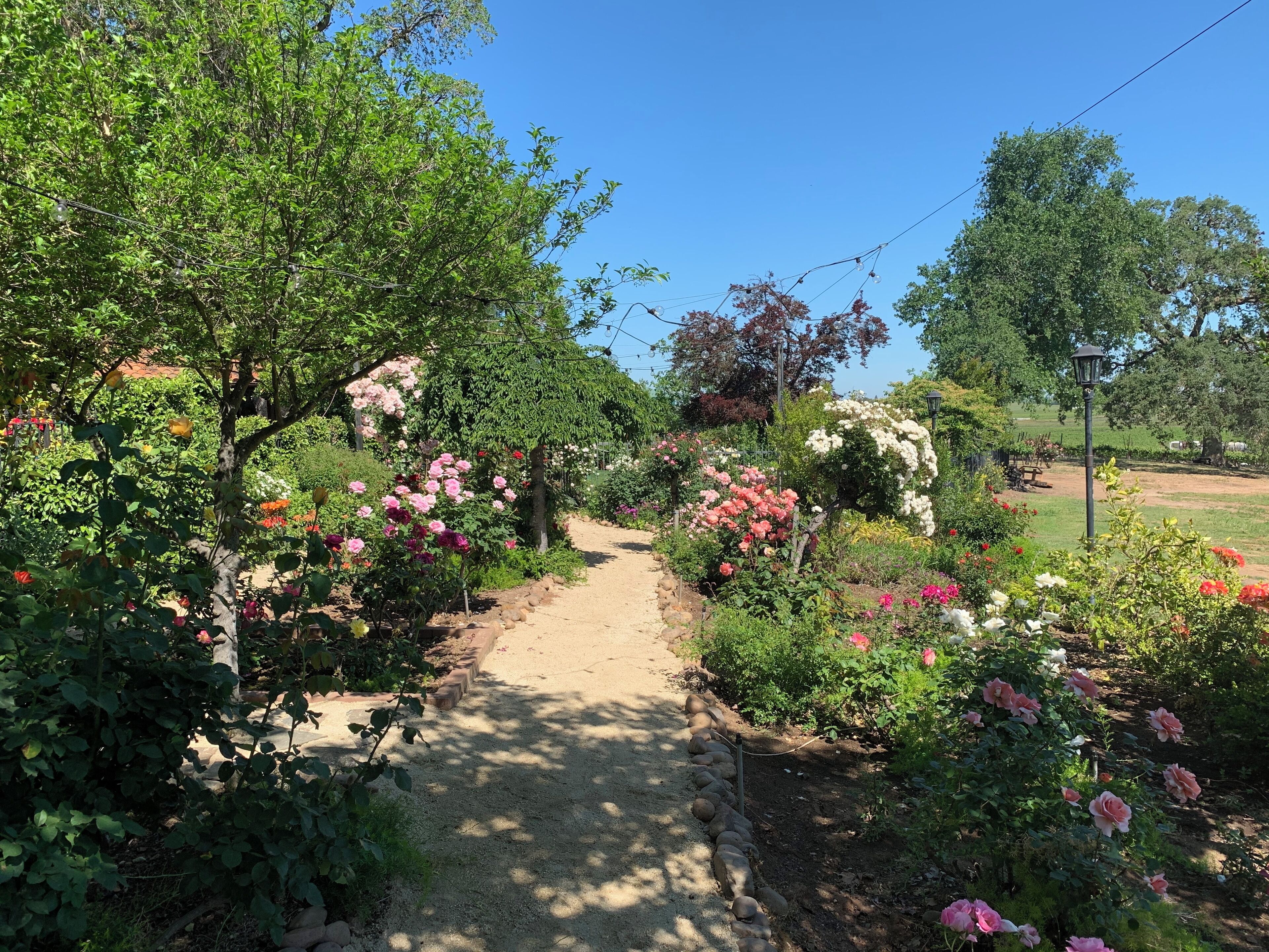A garden pathway surrounded by lush greenery and flowering plants.