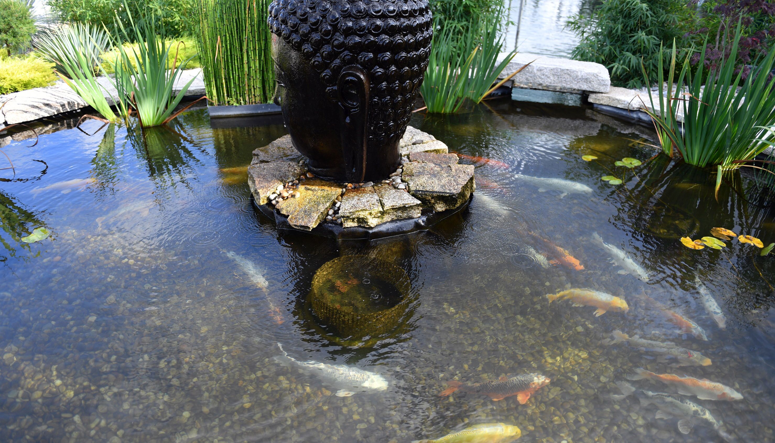 A koi pond with a decorative black structure in the center, surrounded by clear water and various aquatic plants.