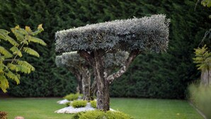 Un jardín con árboles de seto cuidadosamente podados y un césped bien cuidado.