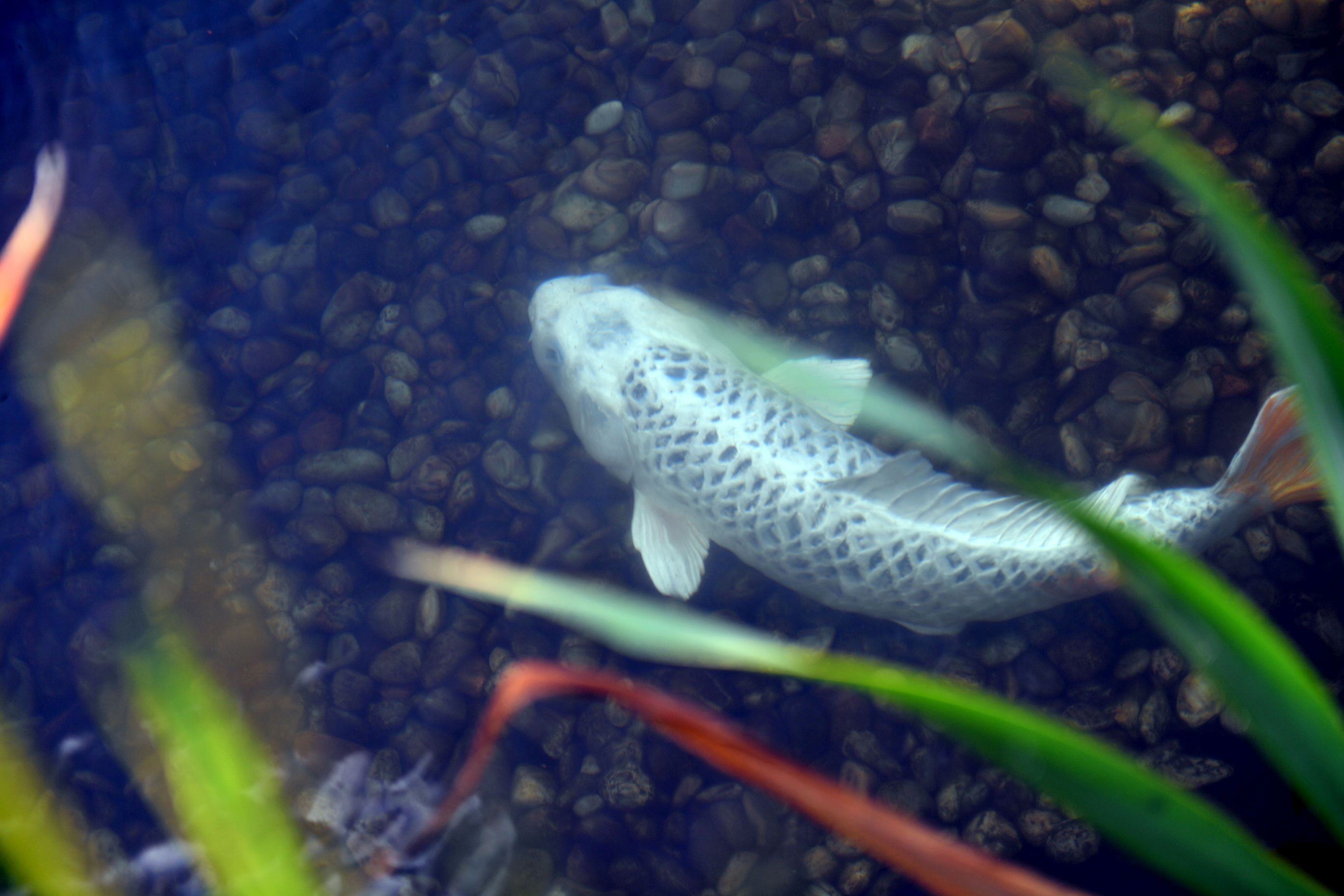Um peixe nadando em um aquário com fundo de cascalho.