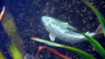 Um peixe nadando em um aquário com fundo de cascalho.