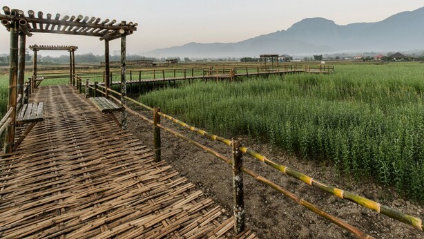 A bamboo bridge leading to a wooden pavilion in a rural field with mountains in the background. - TEVA Valley Resort (Mae Sai)