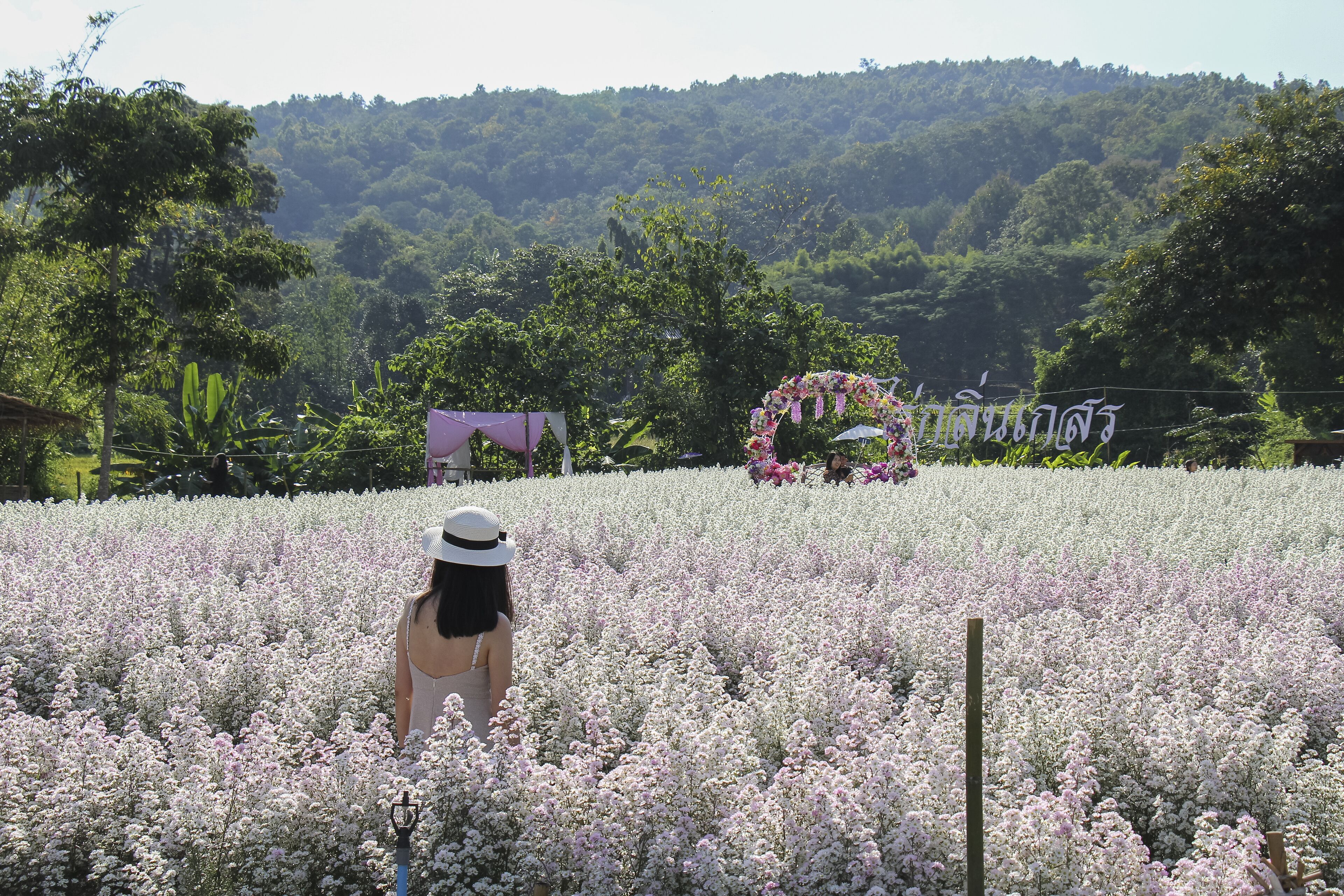 Una mujer con sombrero caminando por un campo de flores blancas.