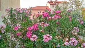 Ein Garten mit rosa Blumen und grünem Laub, im Hintergrund ein Gebäude.