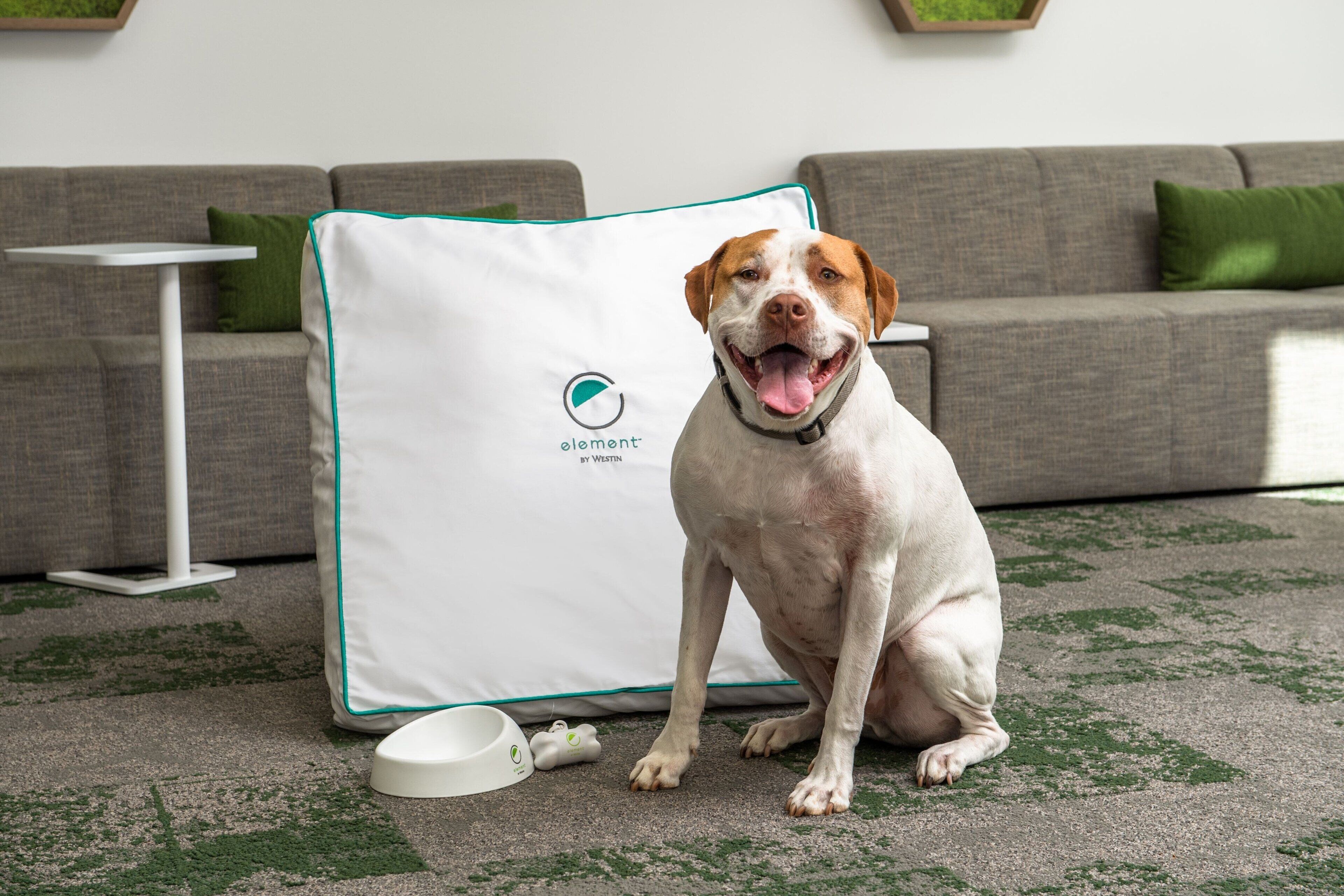 Um cão sentado em um chão coberto de carpete, com uma cama para animais de estimação branca e uma tigela por perto.