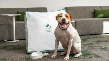Um cão sentado em um chão coberto de carpete, com uma cama para animais de estimação branca e uma tigela por perto.