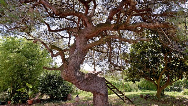 Ein großer Baum, an dem eine Leiter lehnt, umgeben von Gras und anderer Vegetation.