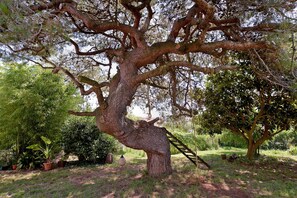 Un albero grande con una scala appoggiata, circondato da erba e altra vegetazione.
