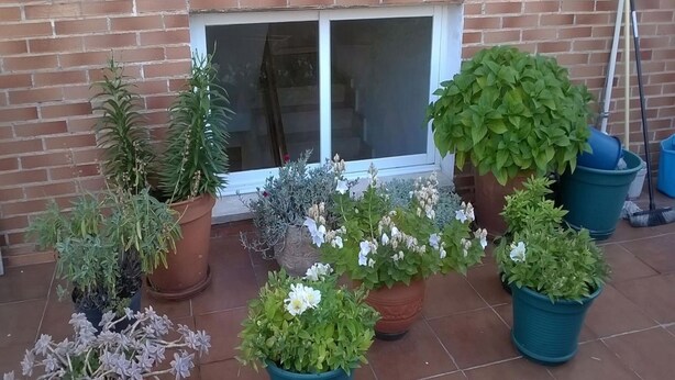 A variety of potted plants arranged on a tiled patio area in front of a brick building with a sliding glass door. - Pensión Las Matillas (Miranda de Ebro)