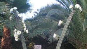 Garden - Casas del Madroño (Cazalla De La Sierra)