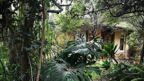 Un jardín exuberante con diversas plantas tropicales y una pequeña casa al fondo.