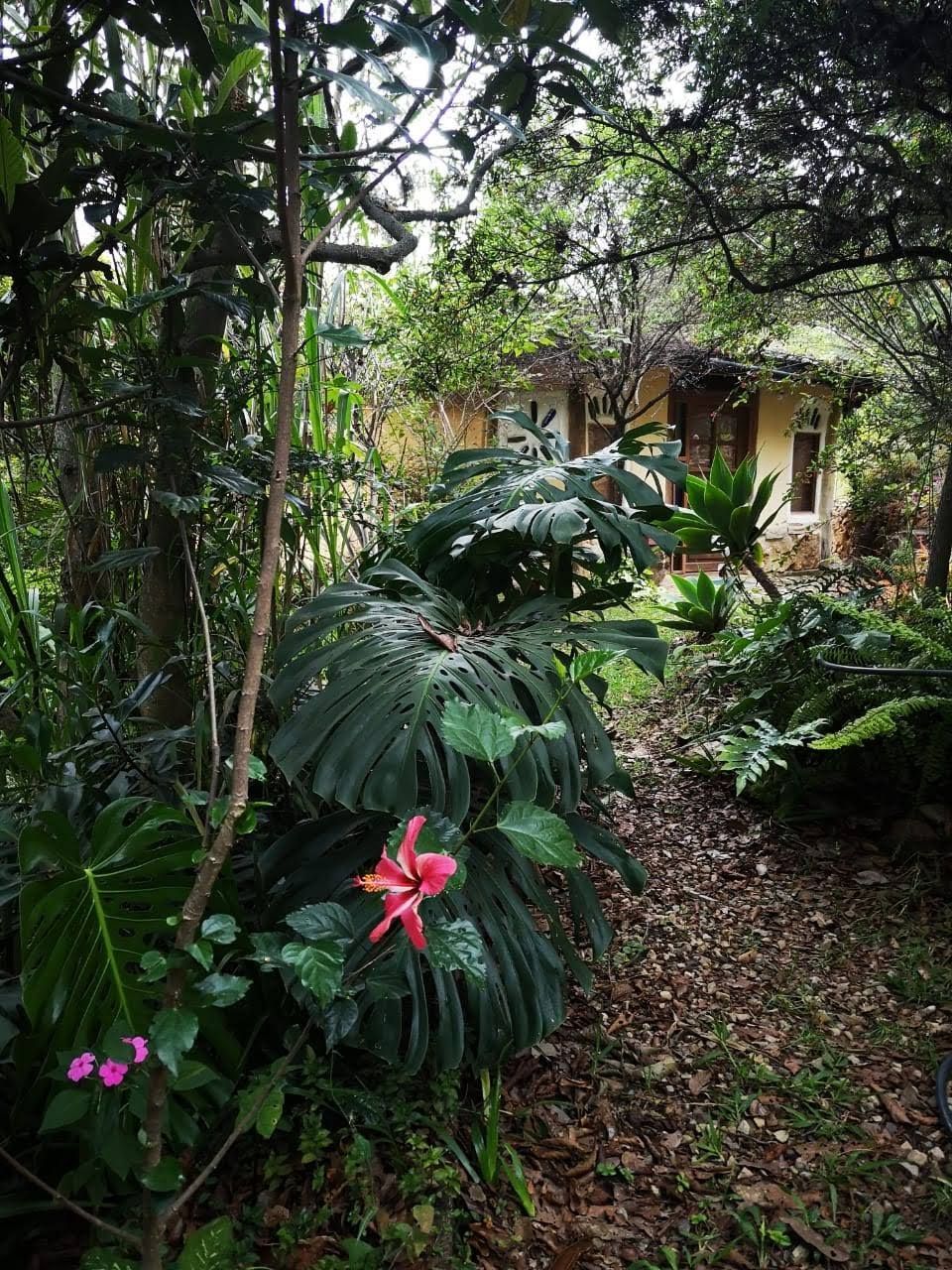 Un jardin avec un chemin menant à un bâtiment.