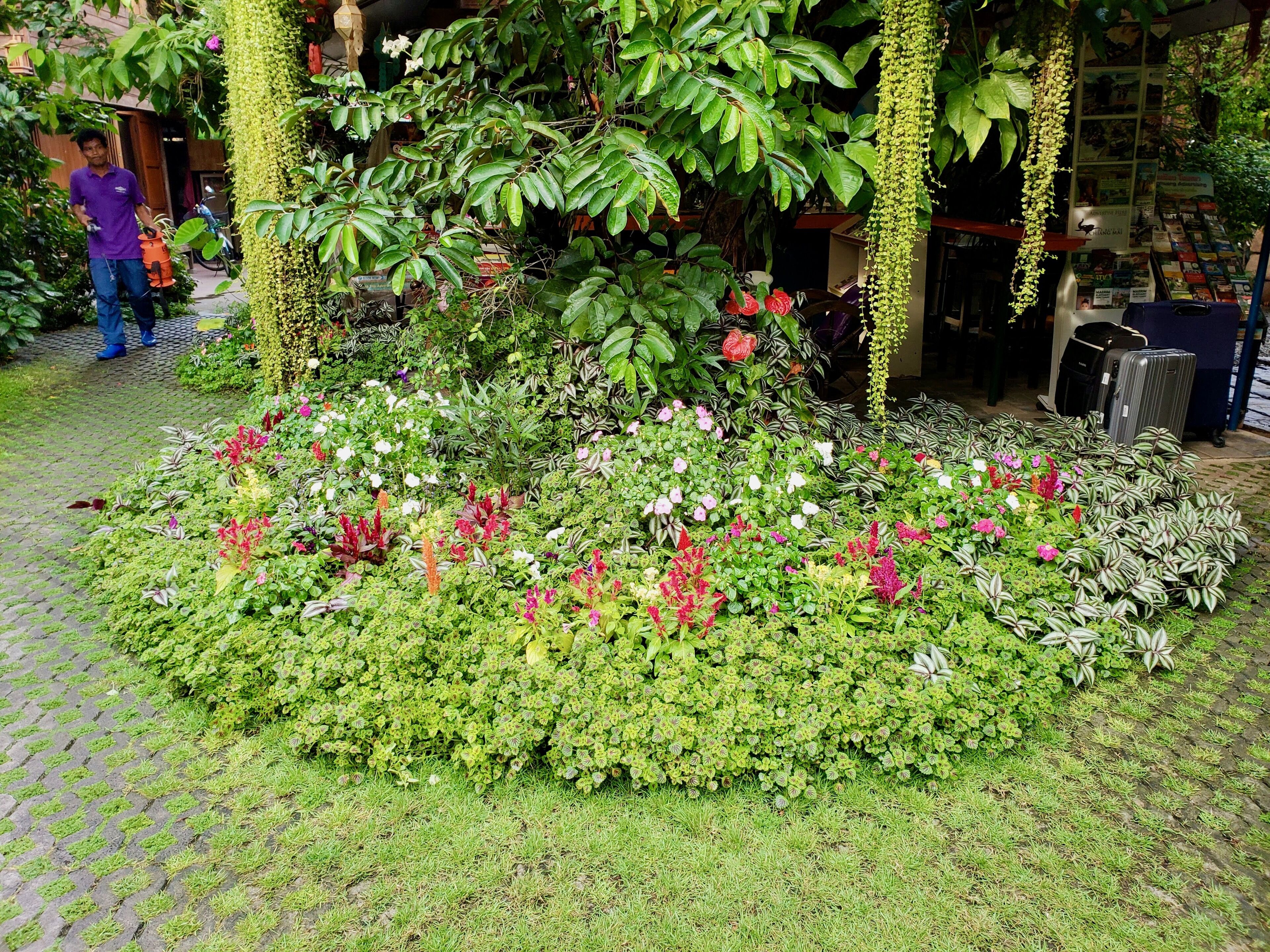 A garden area with various plants and flowers, a paved walkway, and a building with a signboard in the background.