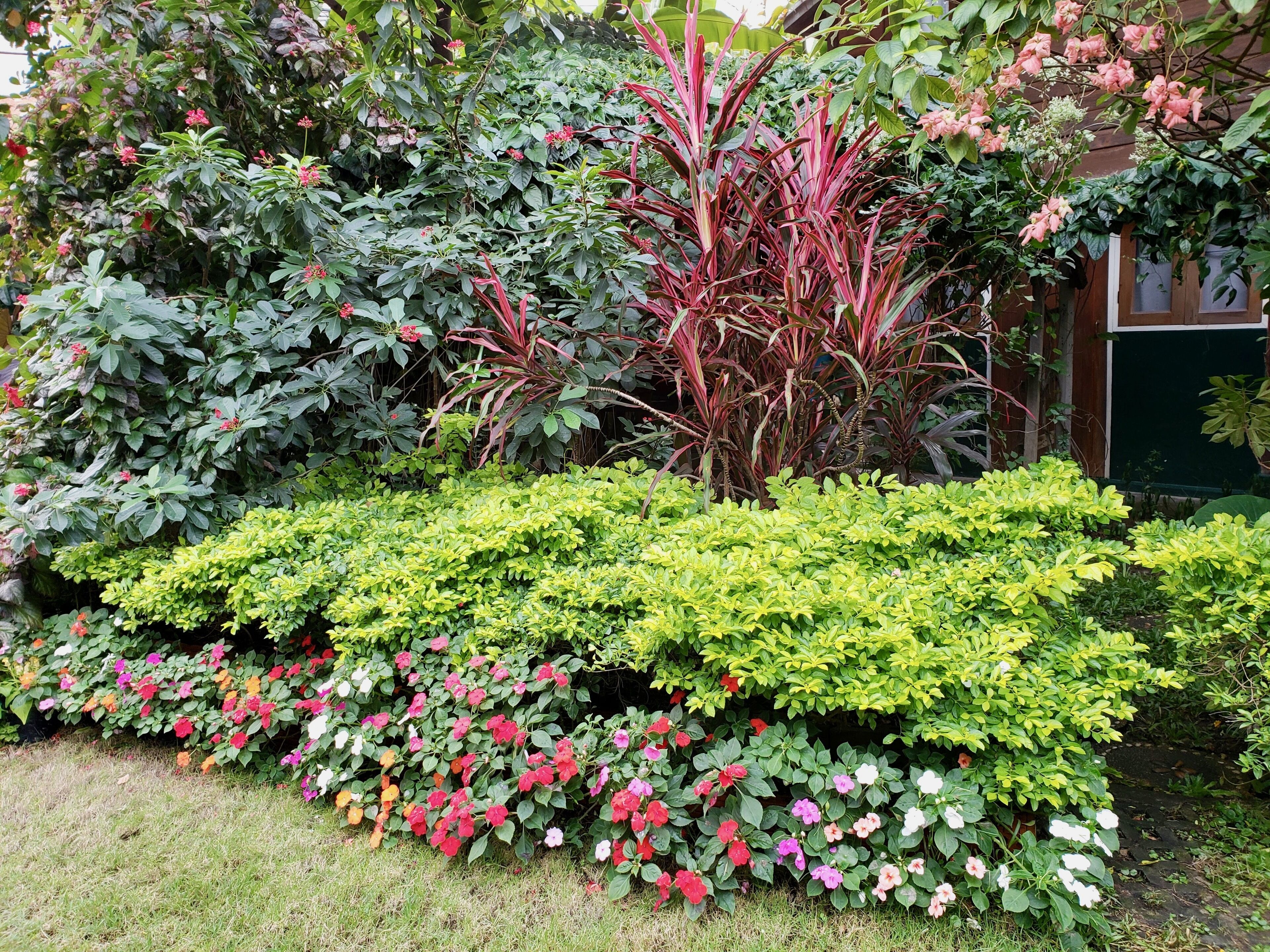 A garden with various plants and flowers, including red, pink, and white blooms, and green foliage.