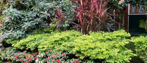A garden with various plants and flowers, including red, pink, and white blooms, and green foliage.