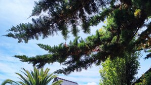 Una casa con techo inclinado, un porche cubierto y una palmera grande en el jardín.