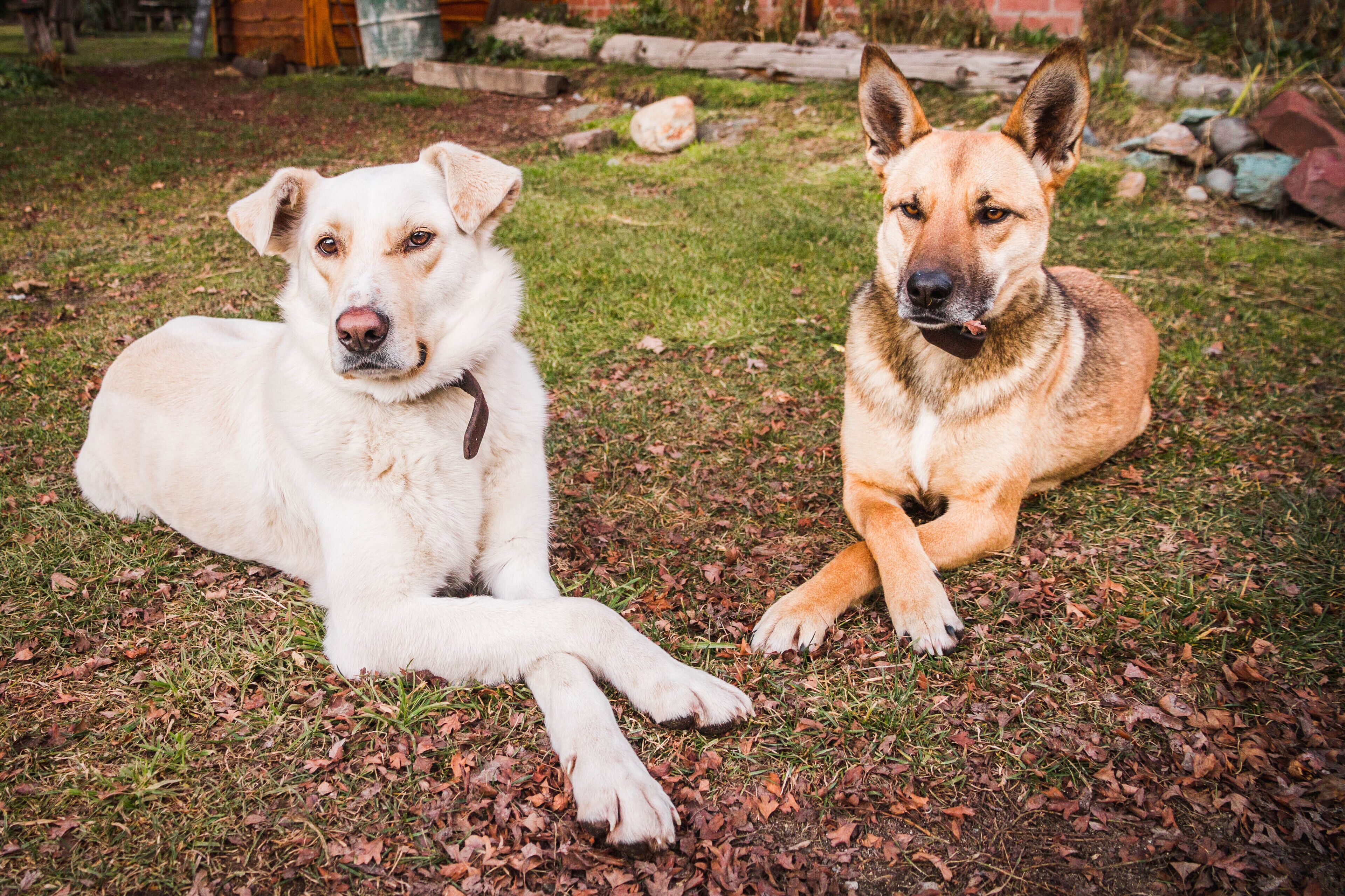 Photo - Los Coihues camping & hostel