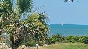 Un'area erbosa con una palma e un sentiero che conduce al mare.
