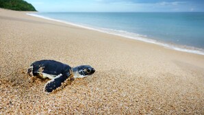 Une tortue sur une plage de sable, avec un ciel dégagé et une mer calme en arrière-plan.