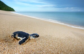 On the beach, sun-loungers