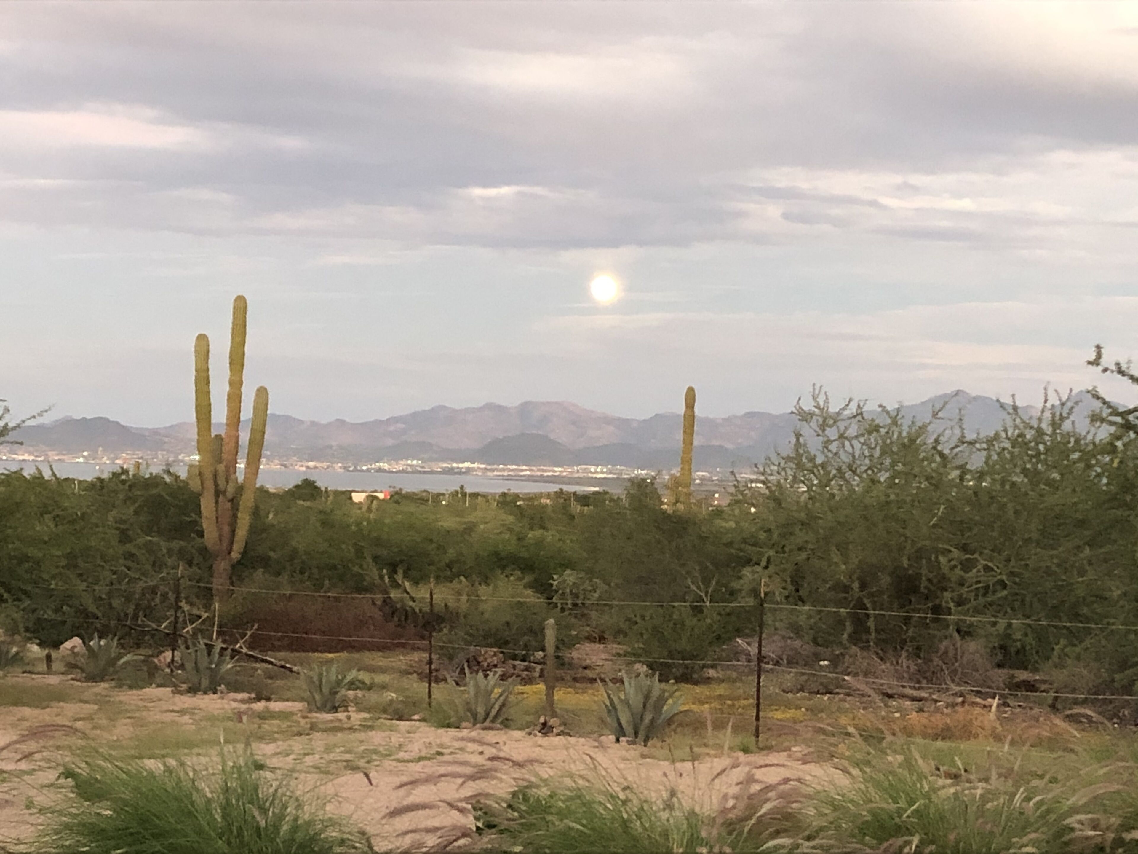 A desert landscape with cacti and sparse vegetation, a distant body of water, and mountains in the background.
