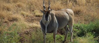 Beautiful home in Igoma