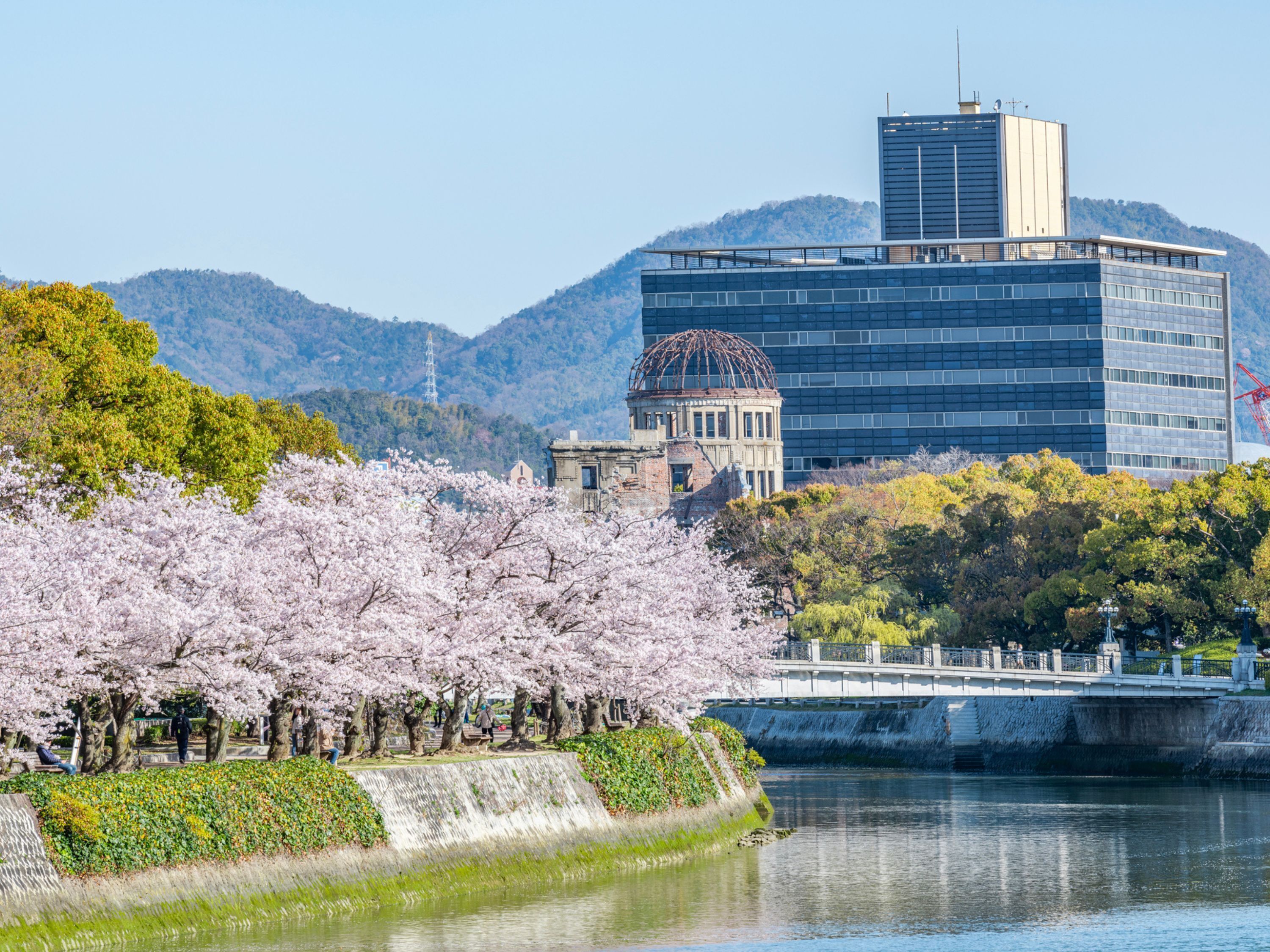 Vista del río con cerezos en flor, un puente y edificios modernos al fondo.