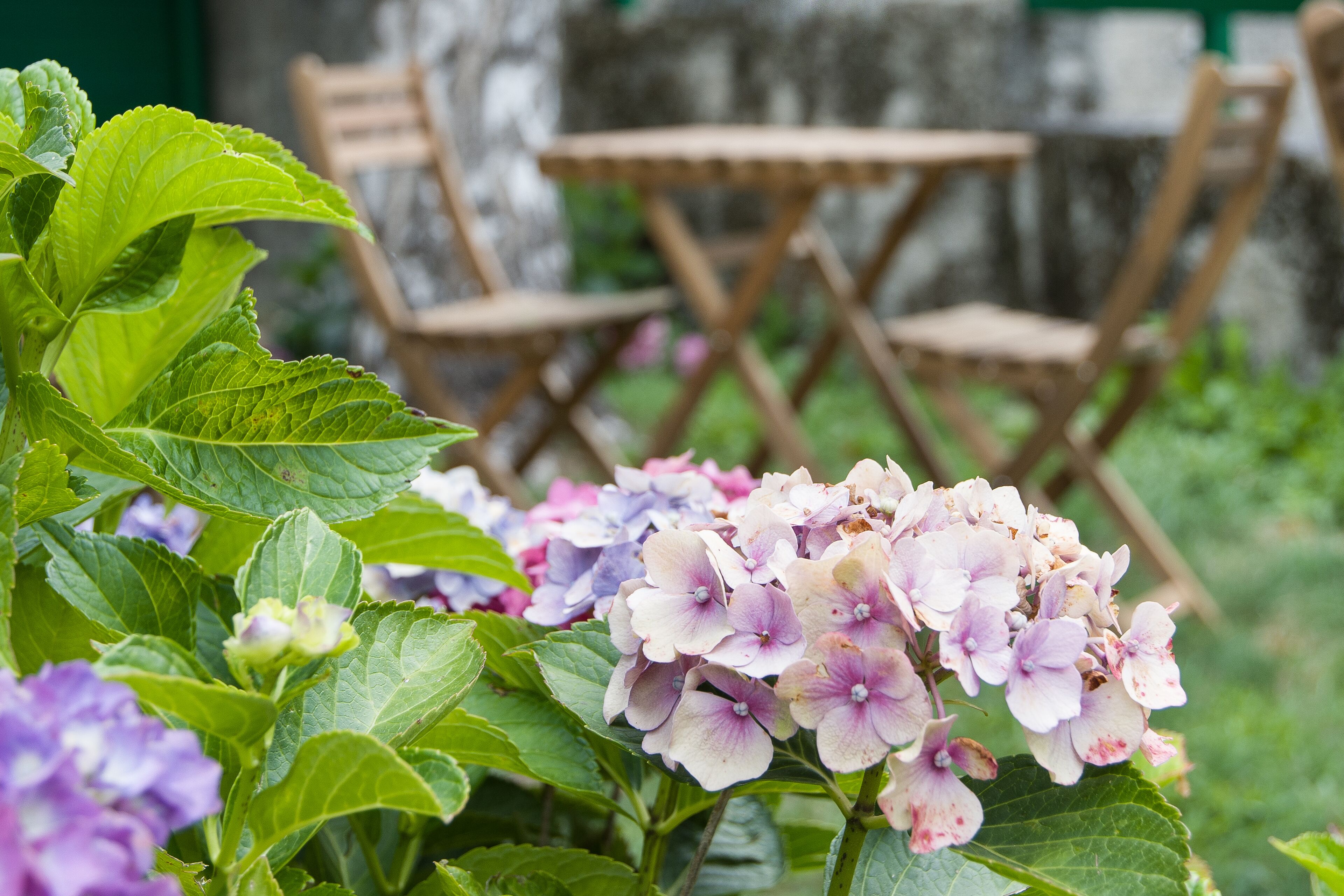En have med hortensia og træstole.
