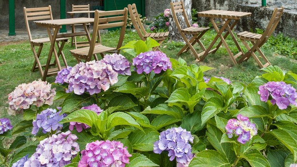 Houten tuinmeubilair en hortensiabloemen in een tuin.
