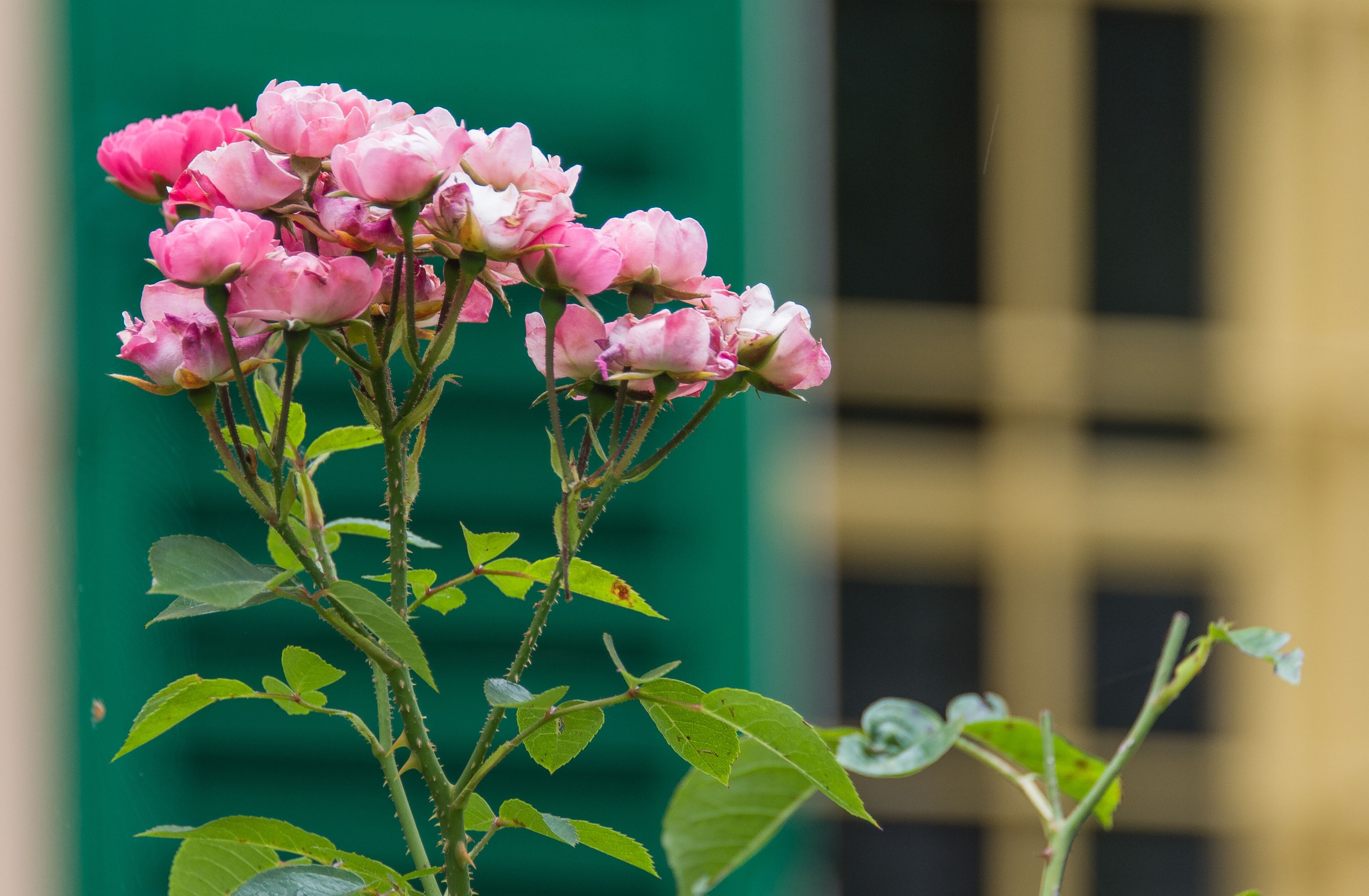 A cluster of pink flowers with green leaves against a building backdrop.