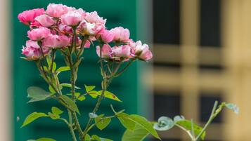 A cluster of pink flowers with green leaves against a building backdrop.
