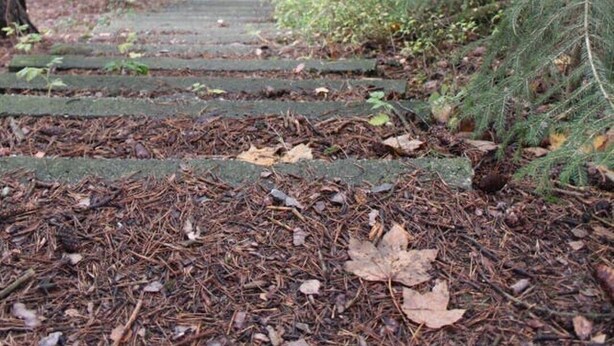 A forested area with a stone staircase leading up.