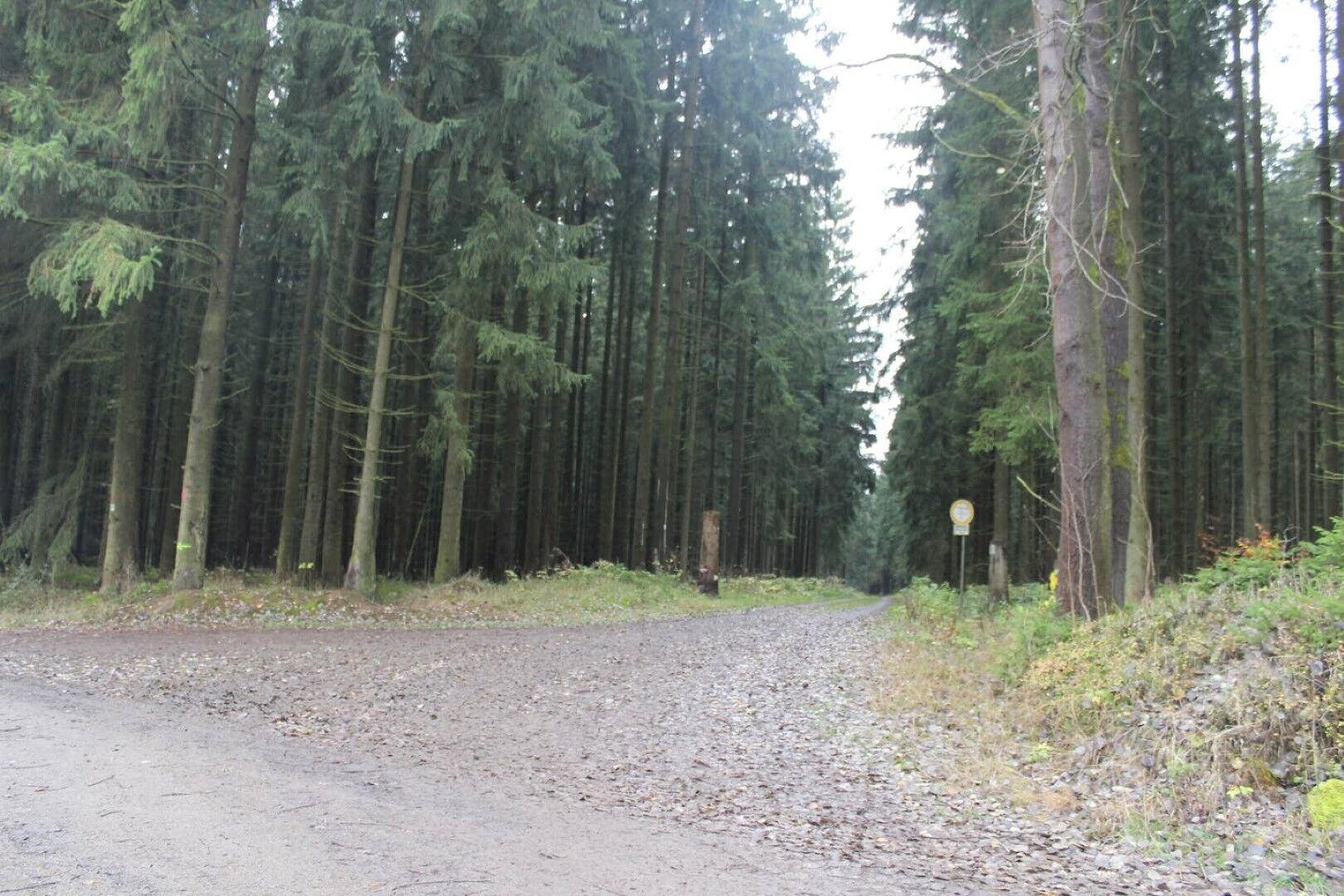 A gravel road in a forested area with tall trees on both sides.