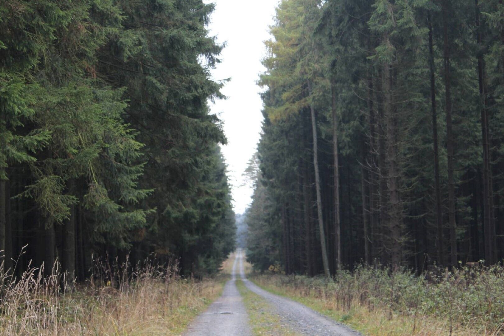 Un chemin étroit et non pavé, bordé de part et d’autre par une forêt dense de conifères.