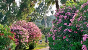 A pathway flanked by lush greenery and flowering bushes. - Pinea Mare (Poggio-Mezzana)