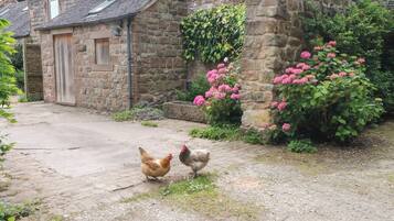 Cottage | Property grounds