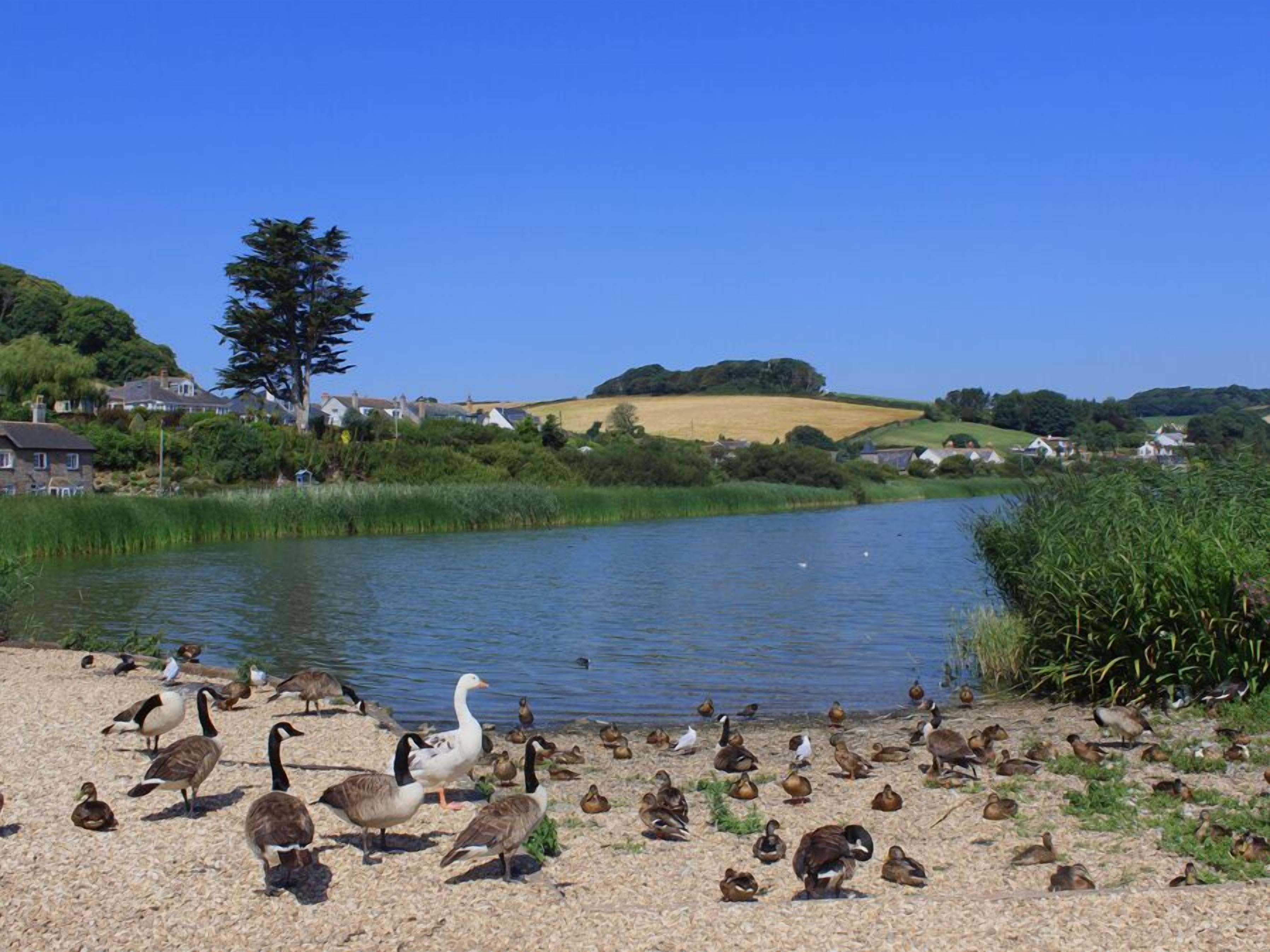 Une scène au bord d’un lac, avec des canards et des oies sur la rive, entourés de maisons et de verdure.