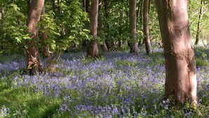 A forest with a ground covered in blue flowers and trees. - The Milking Parlour (Salisbury)