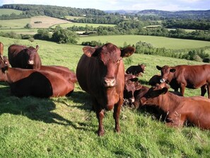 Un troupeau de vaches dans un champ verdoyant, avec des collines ondulantes en arrière-plan.