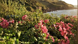 A coastal landscape with lush greenery and pink flowers in the foreground, and a rocky coastline in the background. - Cottage View (Kingsbridge)